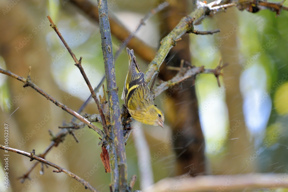 Yellow bird ( Spinus spinus),in the Taiwan. Yellow bird ( Spinus spinus),in the Taiwan.