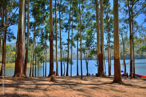 Rows of eucalyptus trees near kundala lake in munnar. photo