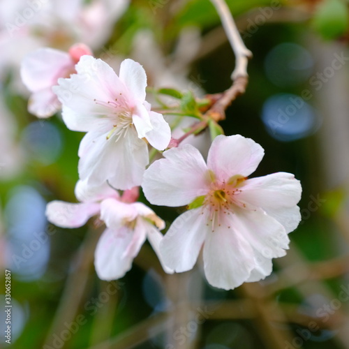 Beautiful cherry blossoms blooming in the garden
