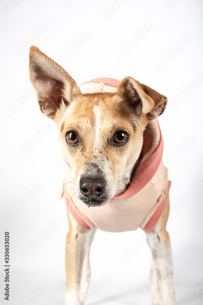 Portrait of crossbreed dog looking at camera on white background. Dog for adoption. Isolated image.