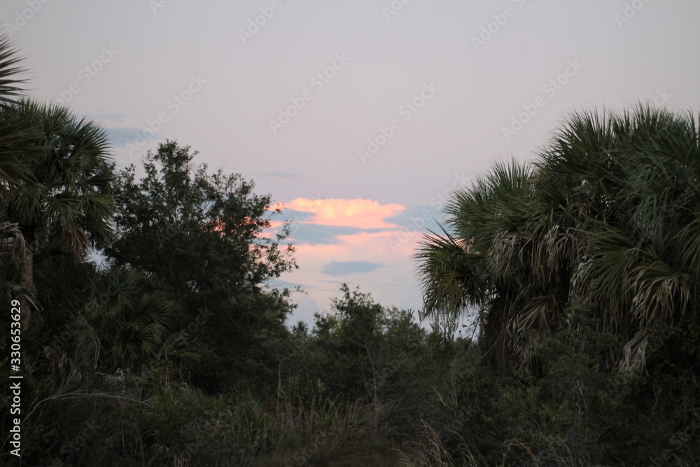 Sunset through the Brush