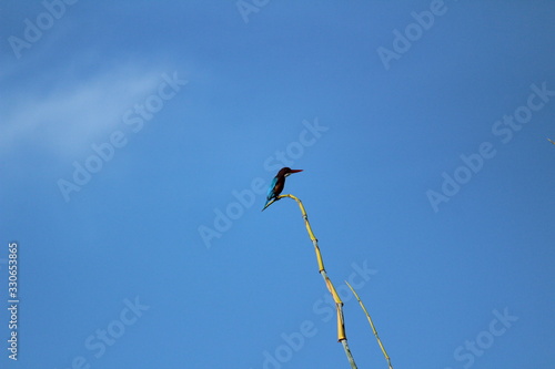 single or one kingfisher bird or Halcyon smyrnensis sitting on tree branch on the morning and blue sky on the background photo