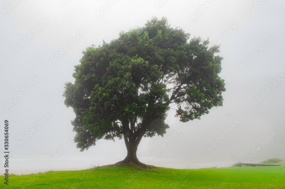 A tree in a fog with a cloudy background A tree in a fog with a cloudy background
