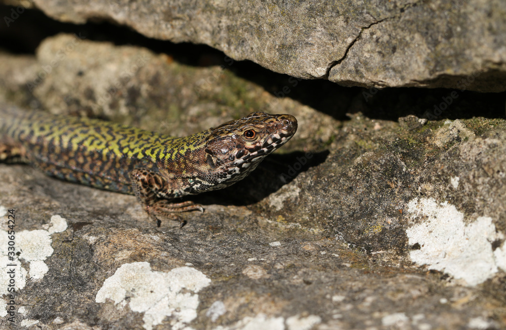 A beautiful male Wall Lizard, Podarcis muralis, basking on a stone wall in Dorset, UK. A beautiful male Wall Lizard, Podarcis muralis, basking on a stone wall in Dorset, UK.