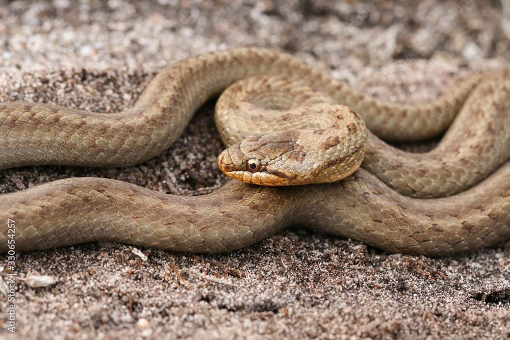 Fototapeta premium A magnificent rare Smooth Snake, Coronella austriaca, coiled up in heathland in the UK.