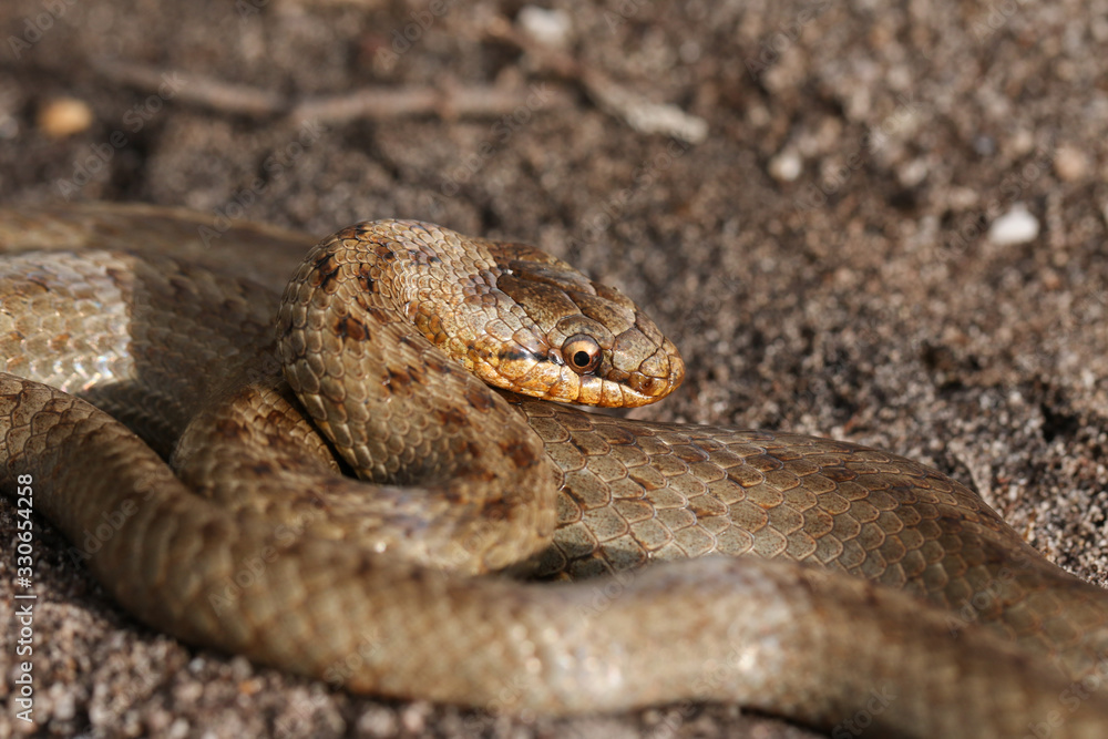 A magnificent rare Smooth Snake, Coronella austriaca, coiled up in heathland in the UK. A magnificent rare Smooth Snake, Coronella austriaca, coiled up in heathland in the UK.