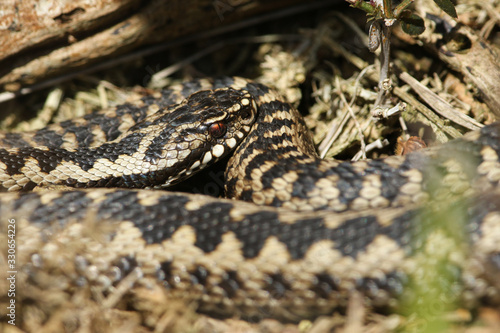 A beautiful Adder, Vipera berus, snake just out of Hibernation basking in the morning sunshine.