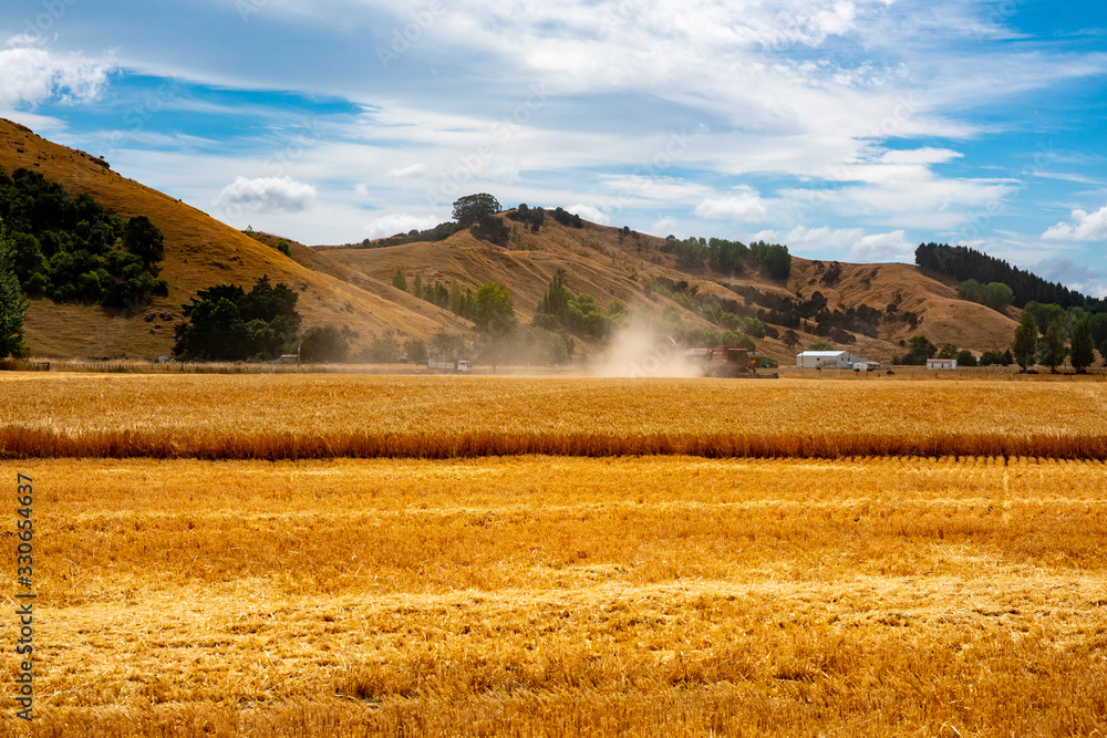 Fototapeta premium Clouds of dust obscuring the harvesting machines on very dry cropland at Harvest time on the farm