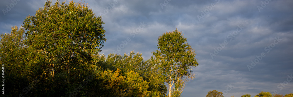 Naklejka premium treetops and white clouds against a blue sky.