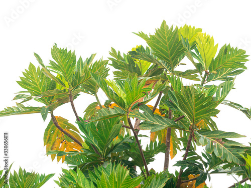 Breadfruit in thai (Artocarpus altilis) isolated on white background, Clipping path.