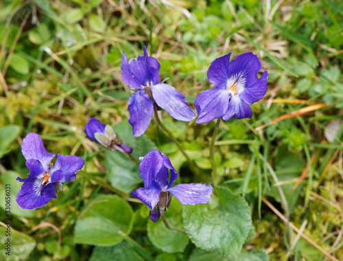 Colonie de violettes odorantes (Viola odorata)