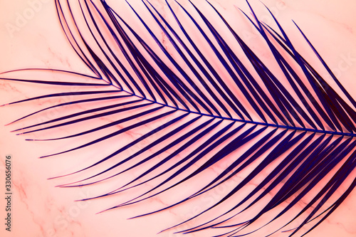 Palm leaf on pink background photo