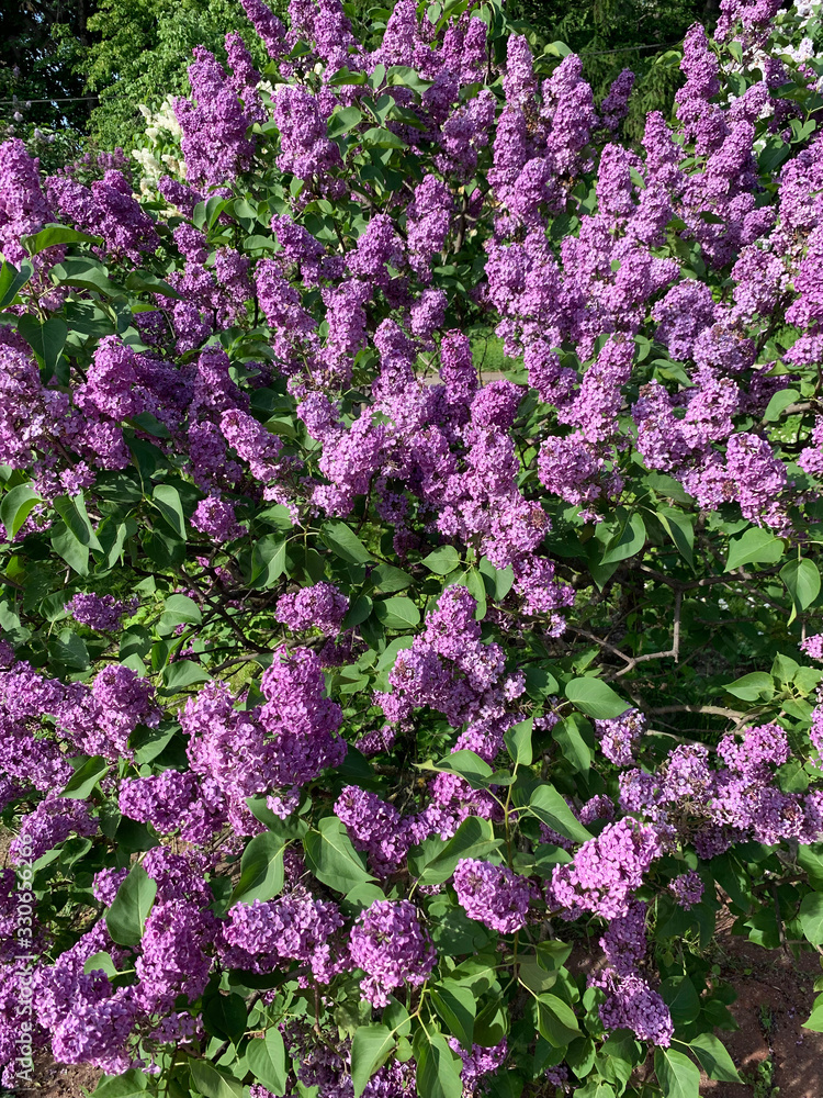 blooming spring lilac-violet inflorescences of lilac on a sunny day blooming spring lilac-violet inflorescences of lilac on a sunny day
