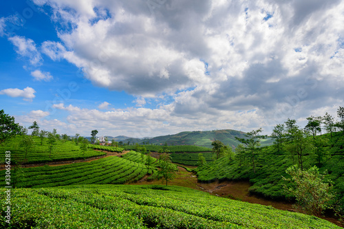 Beautiful view of tea plantation in Vagamon, Kerala, India.