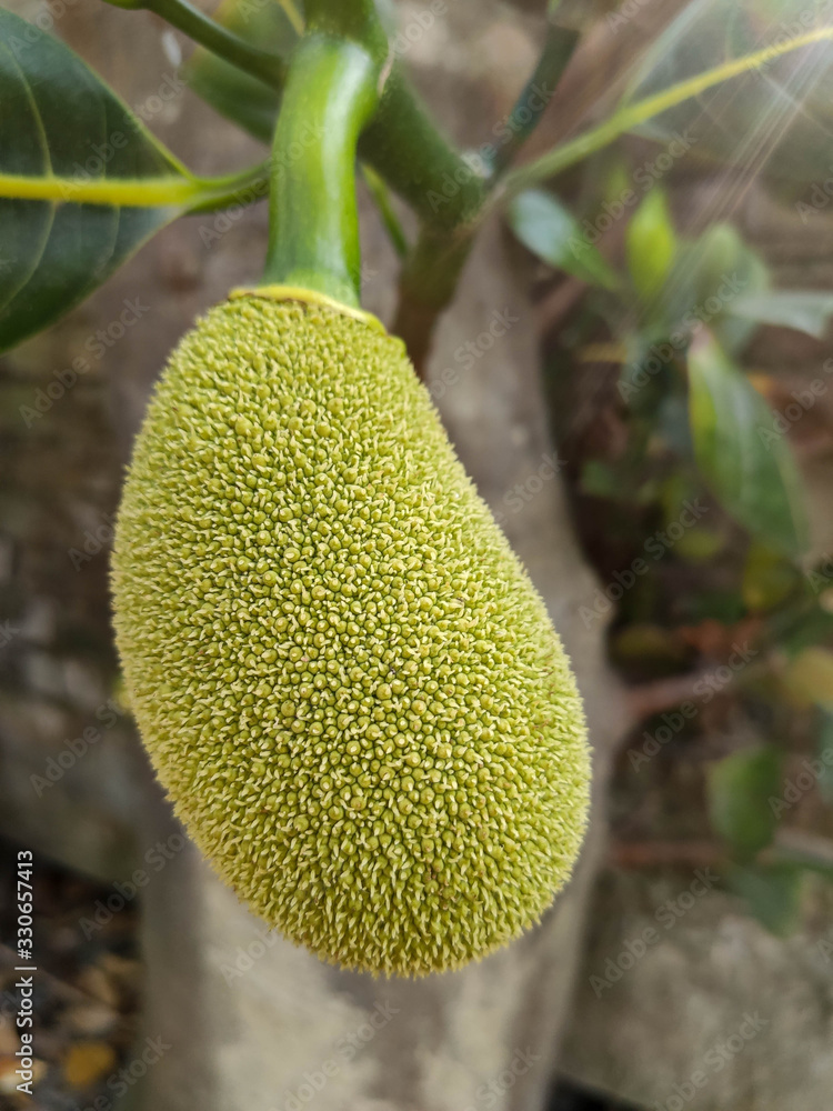 jackfruit-development-stage-little-jackfruit-on-jackfruit-tree-close