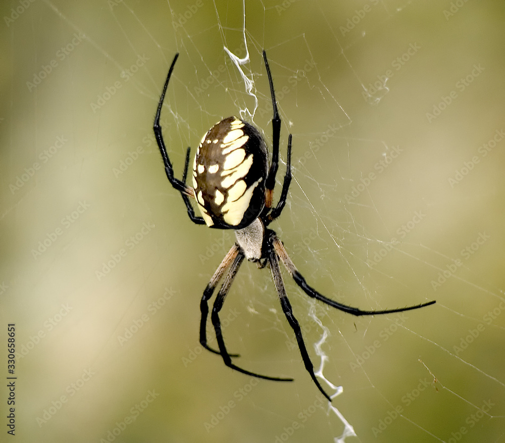 Close up of yellow and black garden spider with diffused background Close up of yellow and black garden spider with diffused background