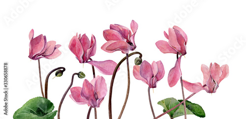 Watercolor cyclamens on a white background