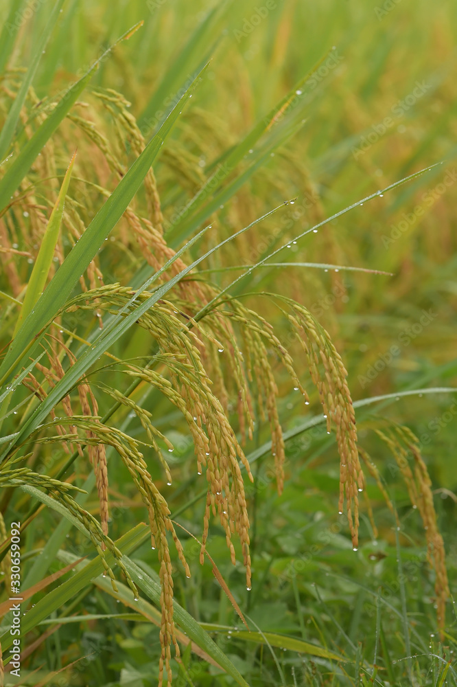 close up of ripening rice in a paddy field close up of ripening rice in a paddy field