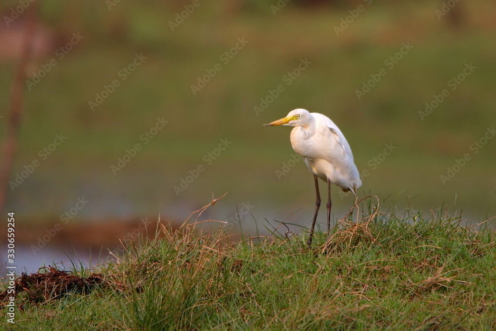 Obraz premium Egret