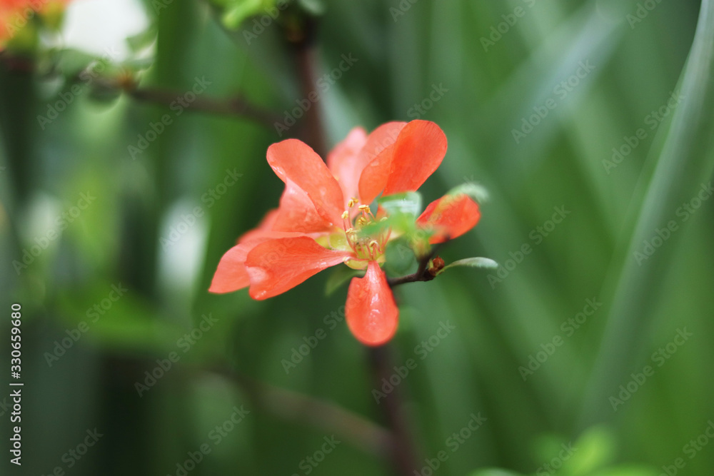 Obraz premium blurred spring red flowers on branches