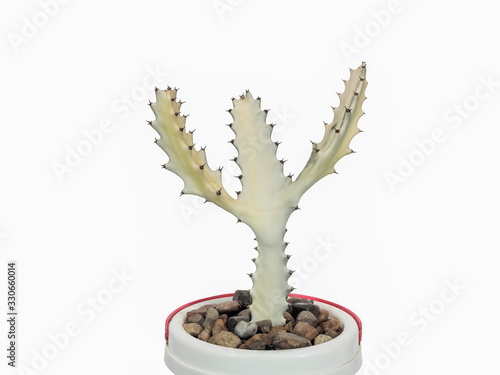 Euphorbia Lactea (White Ghost) Cristata Cactus planing in flower pot isolated on white background. photo