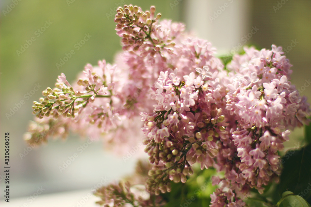 Spring background, branches of a blossoming lilac Spring background, branches of a blossoming lilac