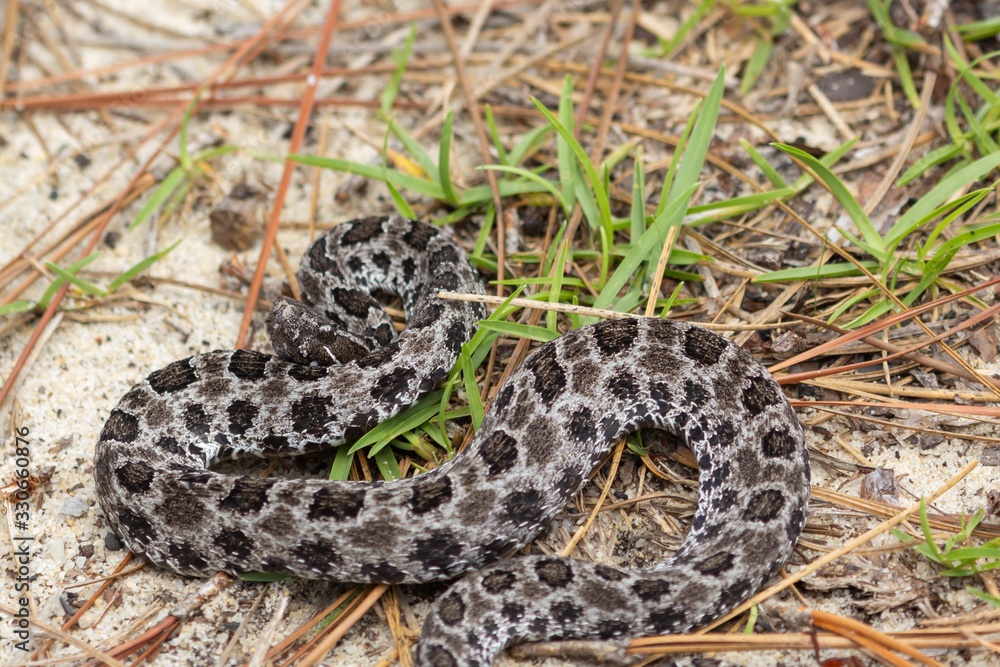 Zwergklapperschlange im Okaloosa County, Florida, USA Stock Photo ...