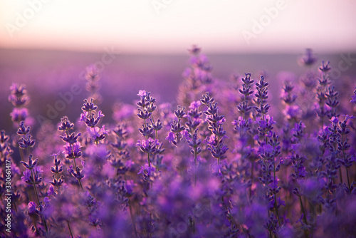 Fototapeta Naklejka Na Ścianę i Meble -  a close up of lavender flowers at sunset.