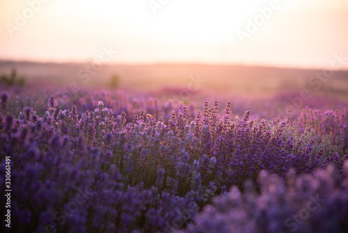 Fototapeta Naklejka Na Ścianę i Meble -  a close up of lavender flowers at sunset.