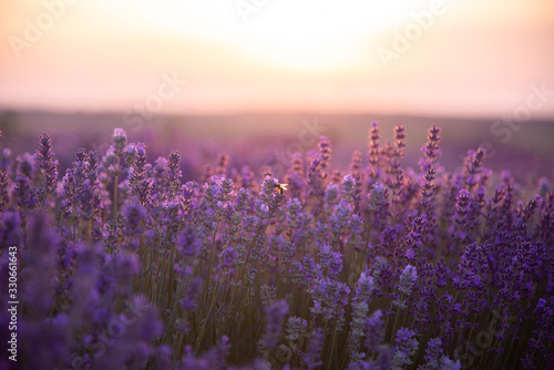 a close up of lavender flowers at sunset.