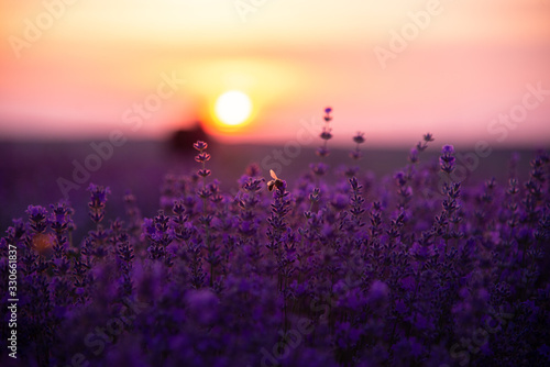 a close up of lavender flowers with a bee on them at sunset.