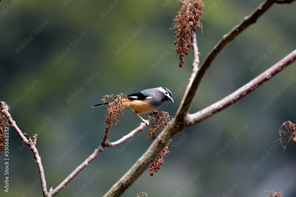 White-eared Sibia bird. (Heterophasia auricularis) White-eared Sibia bird. (Heterophasia auricularis)
