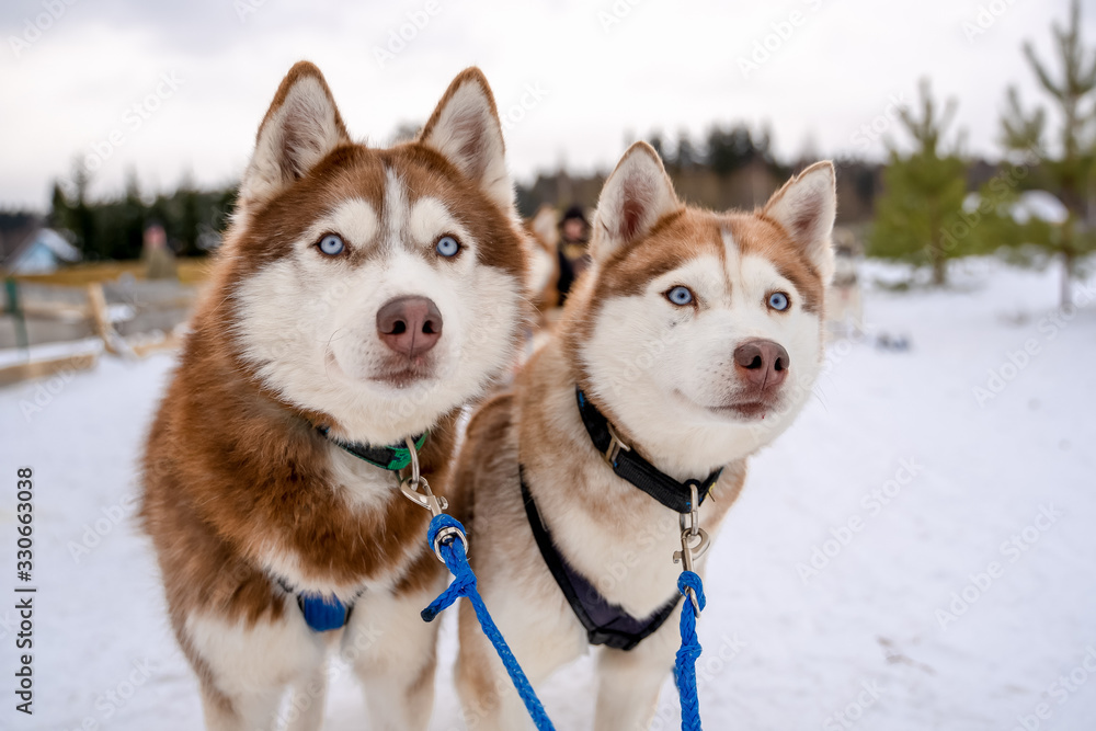 Two Siberian Husky dogs looks around. Husky dogs has black and white coat color. Snowy white background. Close up. Sunset.