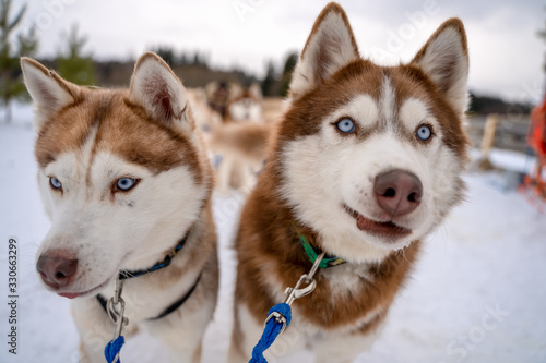 Winter portrait two Siberian husky dogs against the blue sky. Husky dogs sit on snow