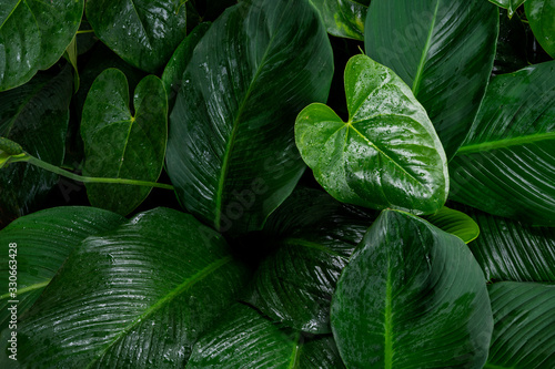 Foliage in dark green pattern with rain water drop. Top view shot of tropical leaf. Abstract nature background of green environment concept.