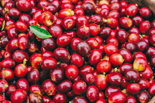 Konstfotografi Close-up fresh arabica coffee bean, red cherry