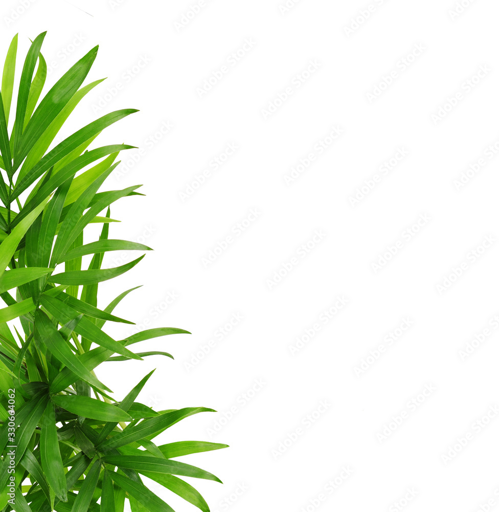 Fototapeta premium Green leaves of chameadorea palm in a corner decoration