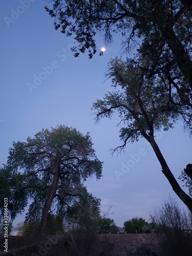 night sky With Tall Cotton Trees in the Foreground