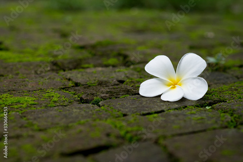 White frangipani flower on mossy brick floor. © Wutthichai