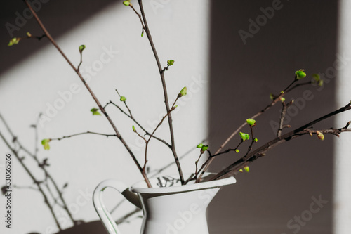 Branches with young leafs in white vase on white background with hard light and shadows. Monochrome concept