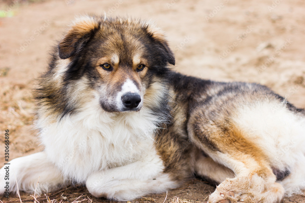 cute big shaggy dog laying on the ground. furry dog brown, white and grey coloured. cute big shaggy dog laying on the ground. furry dog brown, white and grey coloured.