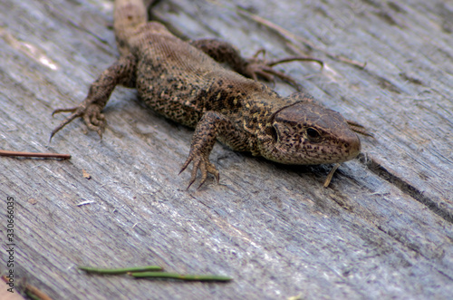 the lizard sitting in the sun on a wood