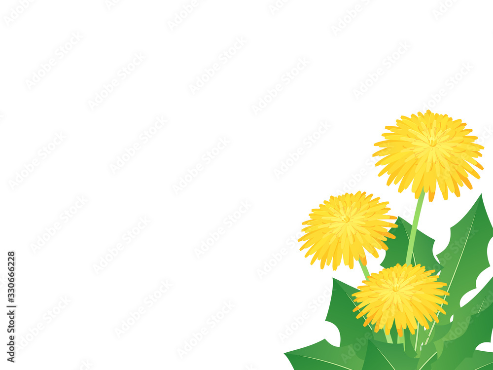 たんぽぽの背景イラスト 白 Stock Vector Adobe Stock