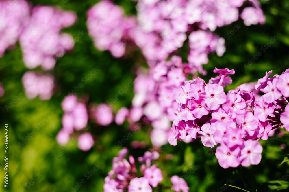 Purple phlox flowering in a flowerbed in a country garden Purple phlox flowering in a flowerbed in a country garden