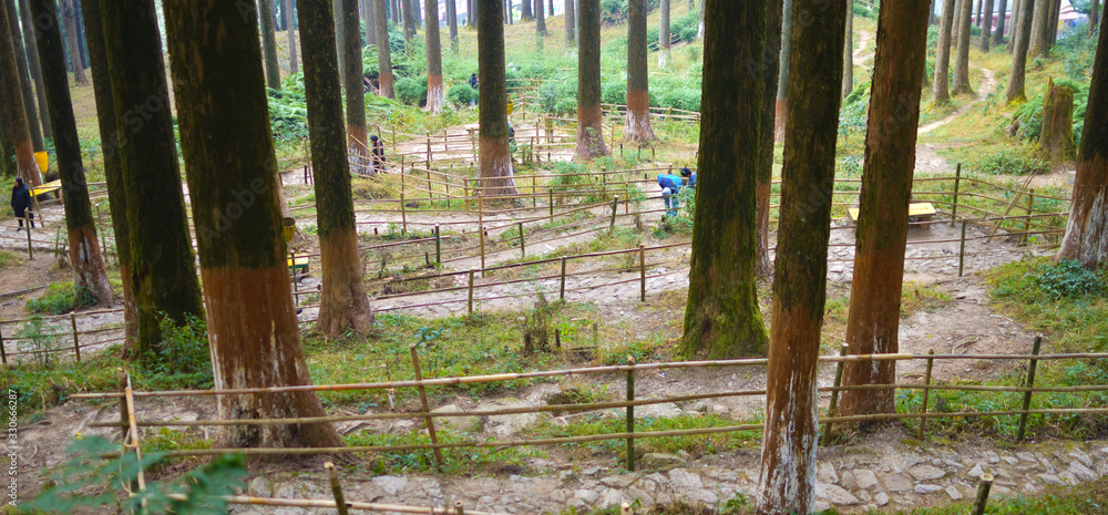 Fototapeta premium people trekking through the Magic dark mountain forest. Autumn forest scenery with rays of warm light. Mystic forest. Himalayan Mountains.