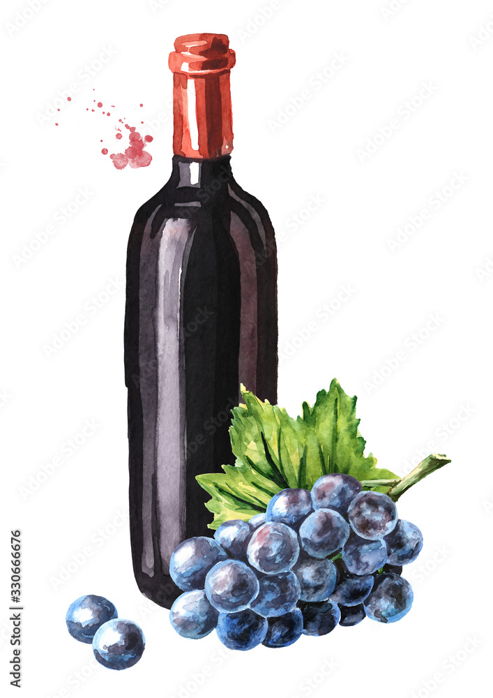 Bottle of Red wine with vine leaves and grape berries. Hand drawn watercolor illustration, isolated on white background
