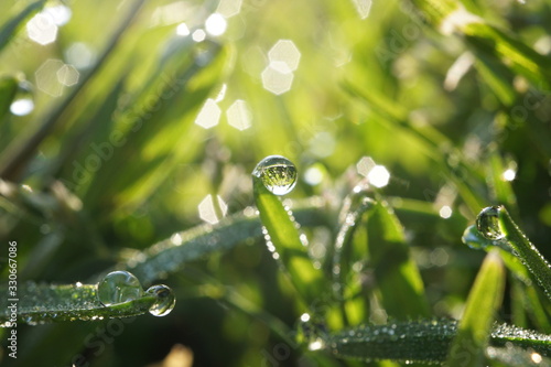morning dew © AKIRA