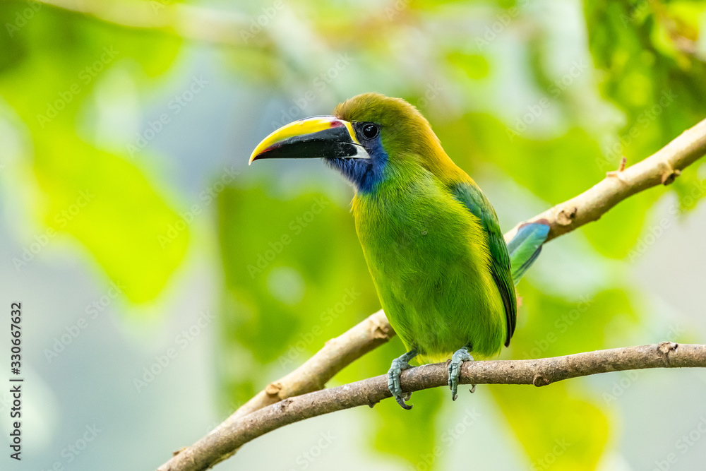 Fototapeta premium The Crimson-rumped Toucanet, Aulacorhynchus haematopygus perched on the branch in rain forest in Ecuador, dark scene with green color.