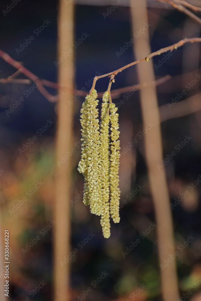 Hasel-Blüten Hasel-Blüten