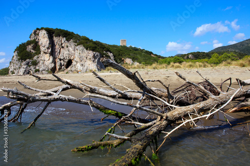 Alberese (GR), Italy - June 10, 2017: Trunk in the beach in Uccellina Natural Reserve, Alberese, Grosseto, Tuscany, Italy, Europe